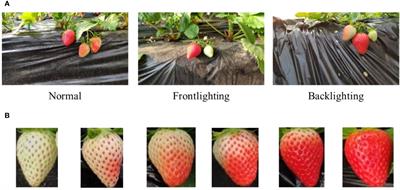 A fine recognition method of strawberry ripeness combining Mask R-CNN and region segmentation
